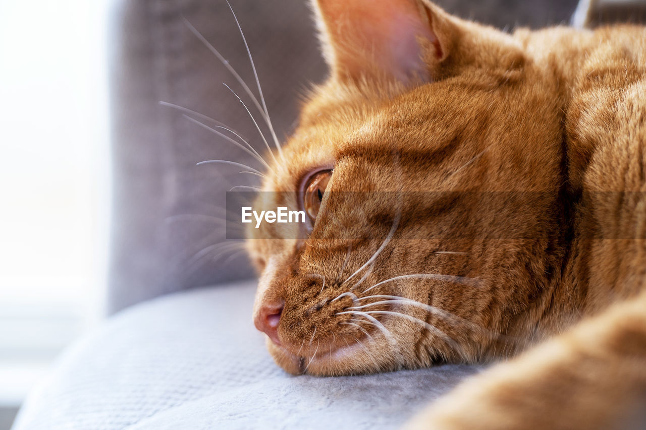 Close-up of an adult young cute tabby red cat lies with open eyes on the sofa in the room.