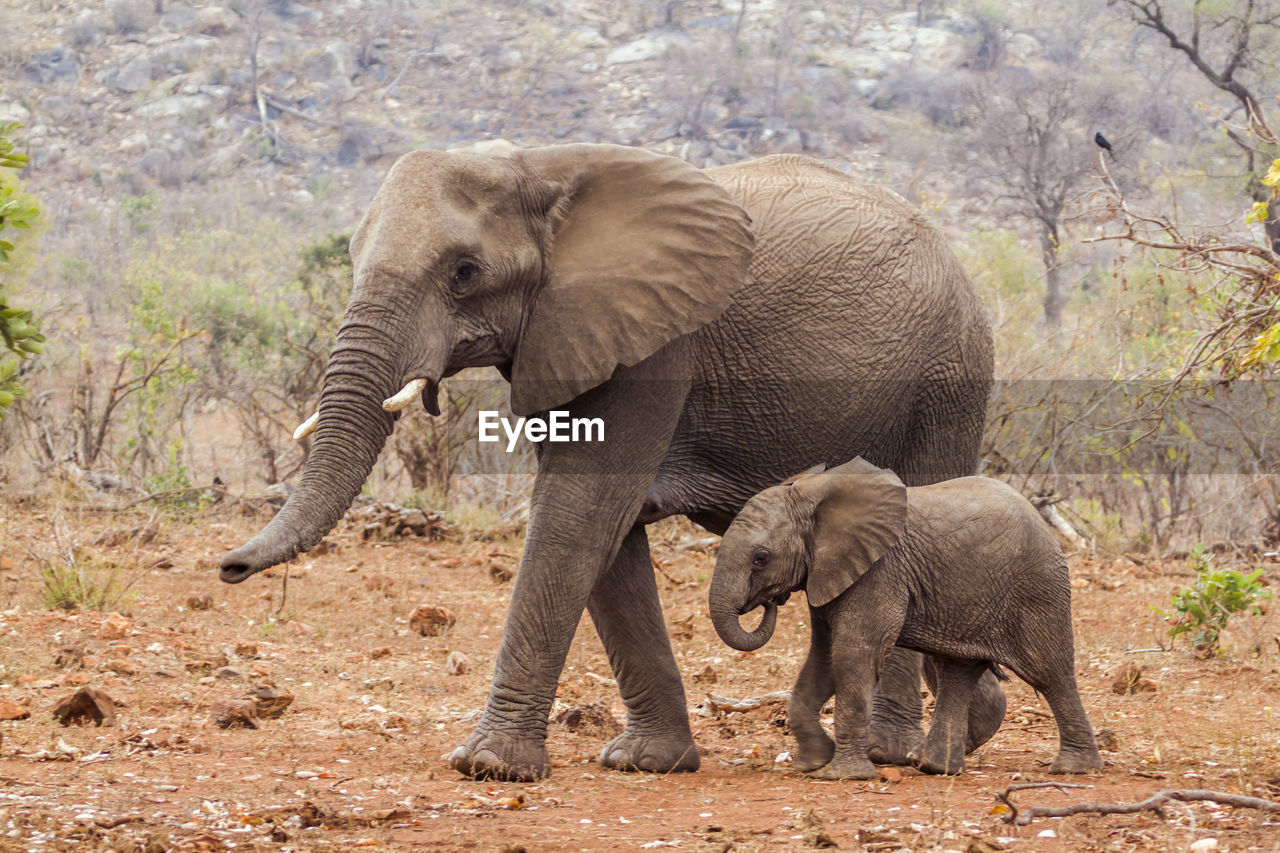 SIDE VIEW OF ELEPHANTS