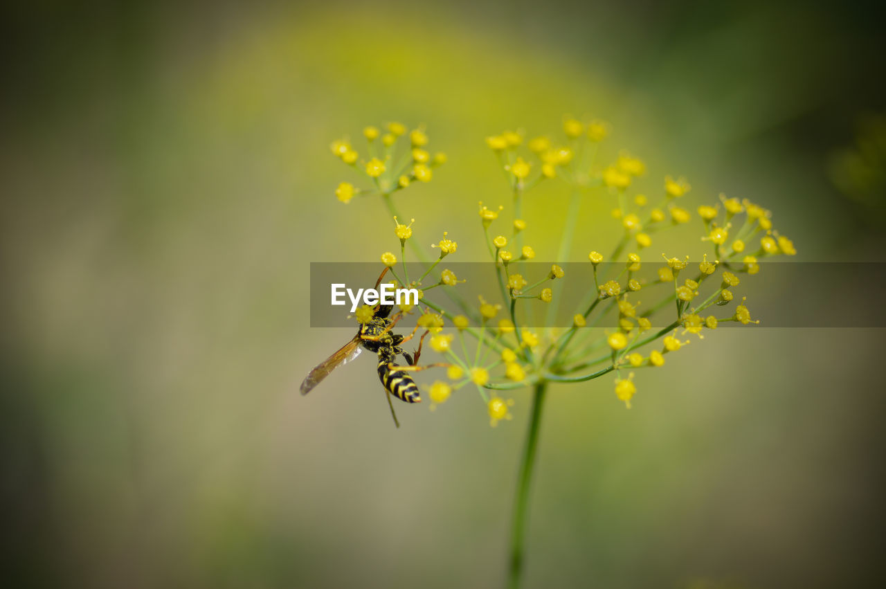 Close-up of insect on yellow flower