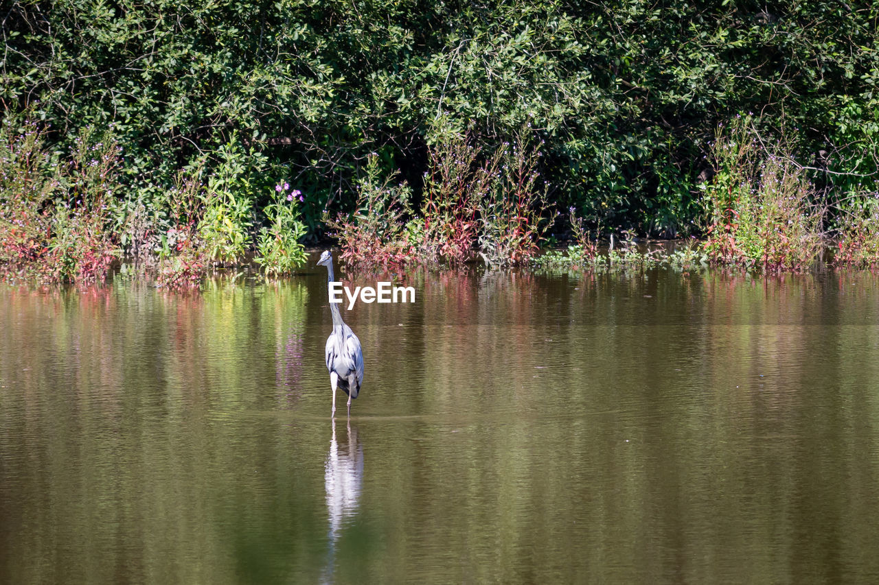 VIEW OF A BIRD ON LAKE