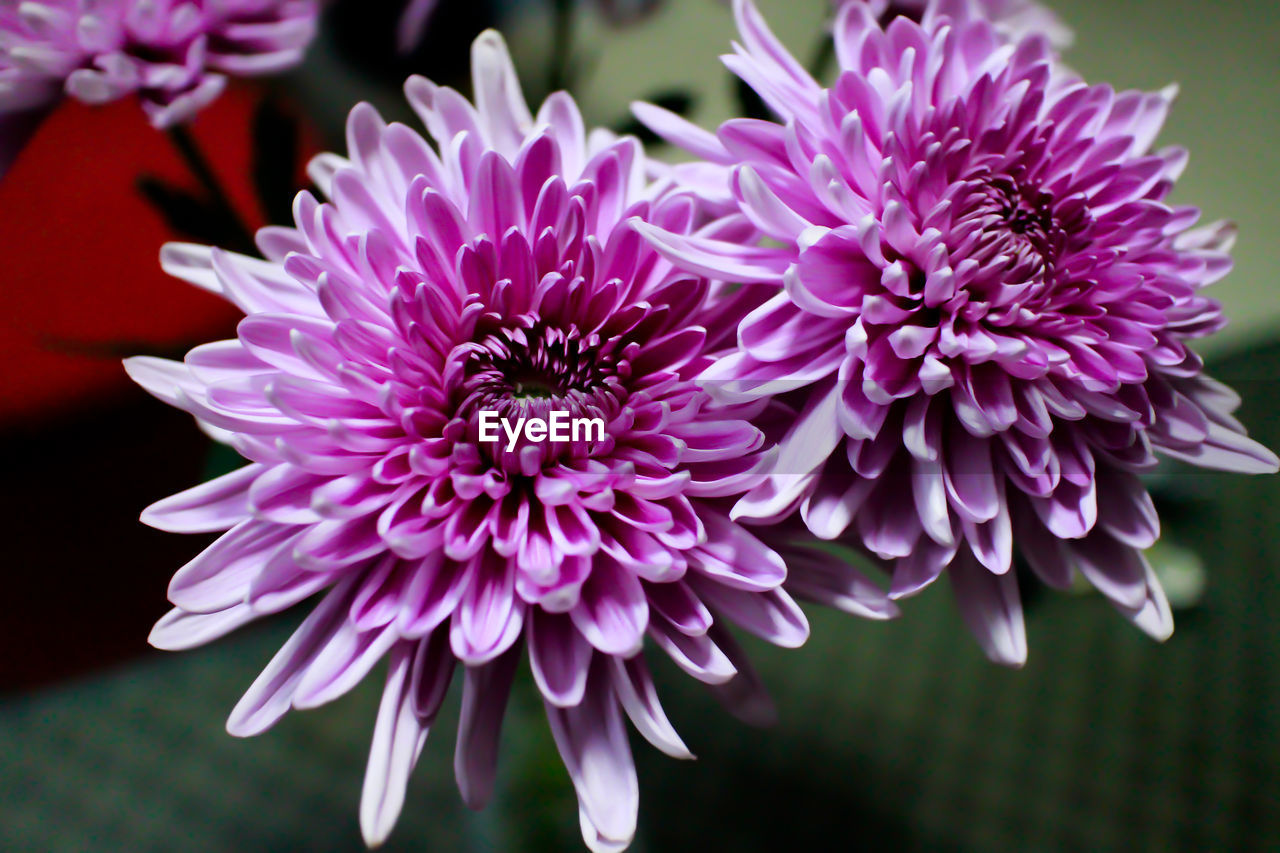 Close-up of purple flowers blooming outdoors