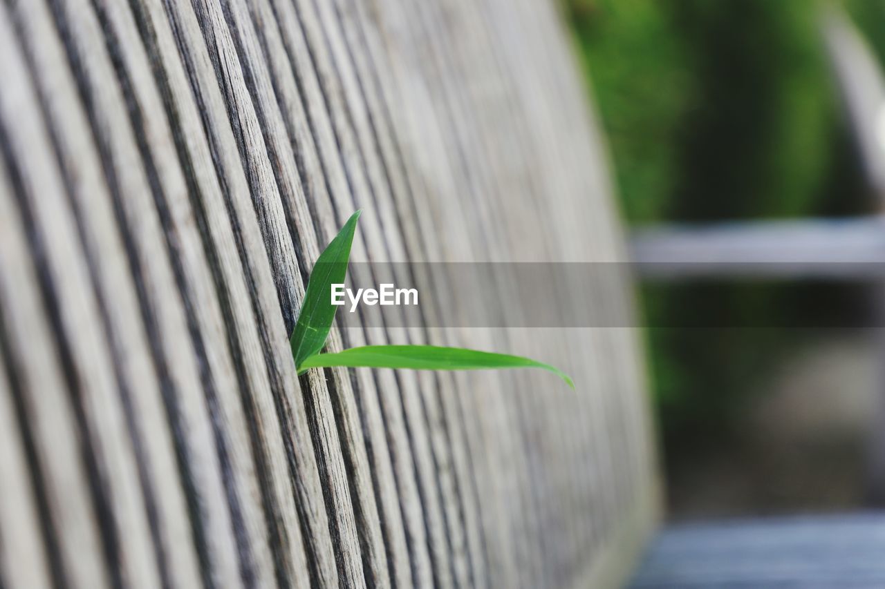 CLOSE-UP OF GREEN LEAF ON METAL