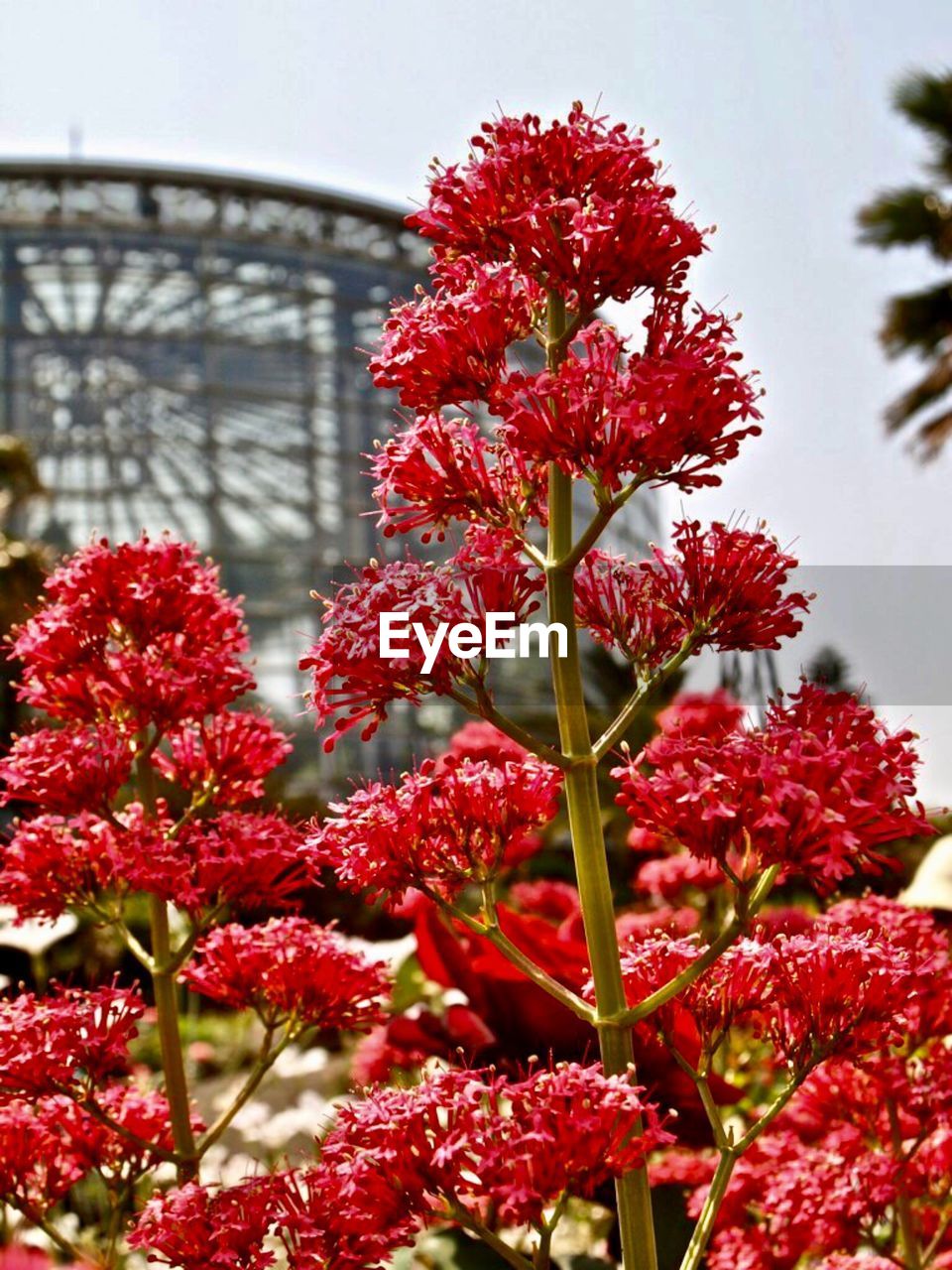 CLOSE-UP OF FLOWERING PLANTS