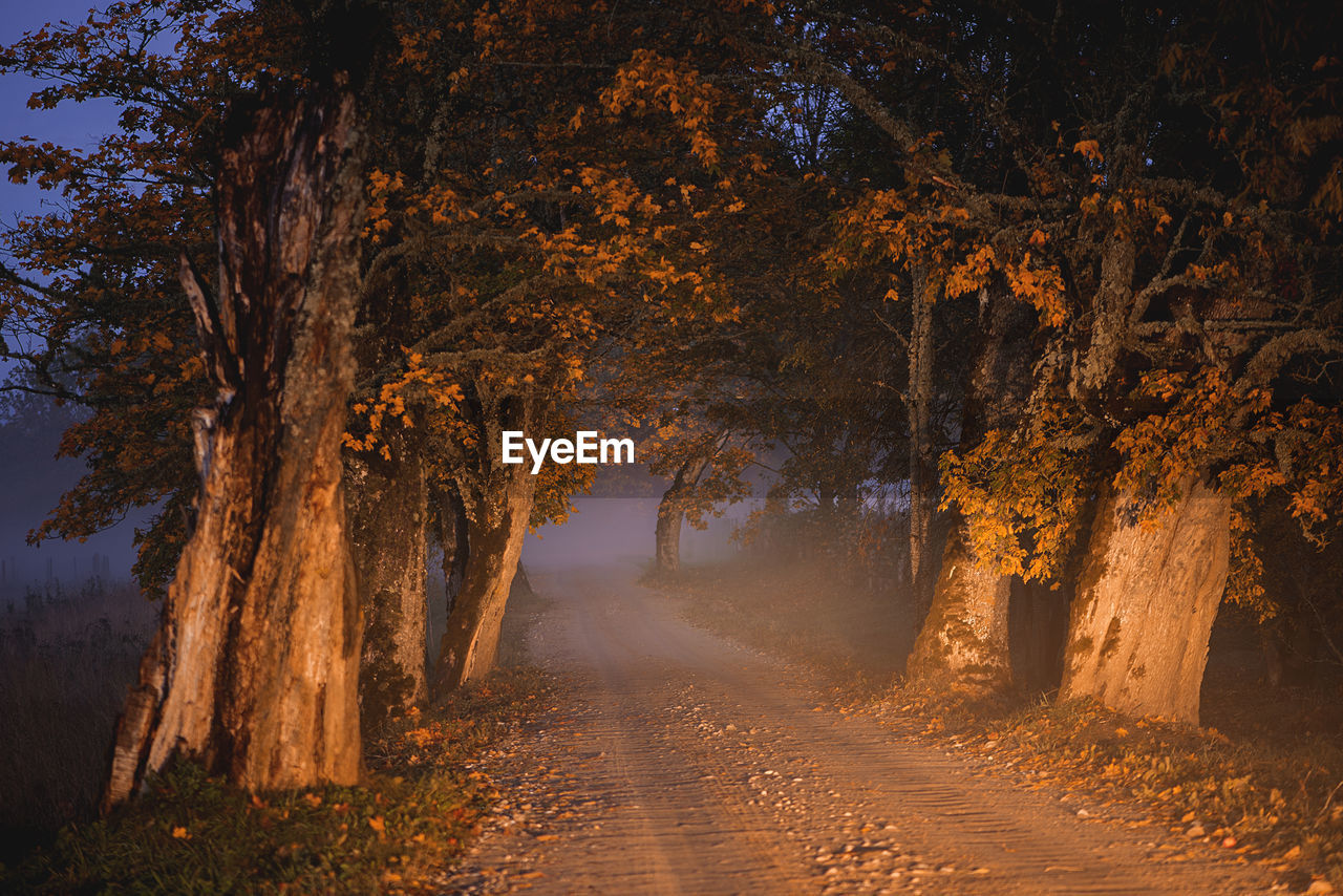 Oak alley with warm evening sunlight and fog in the background