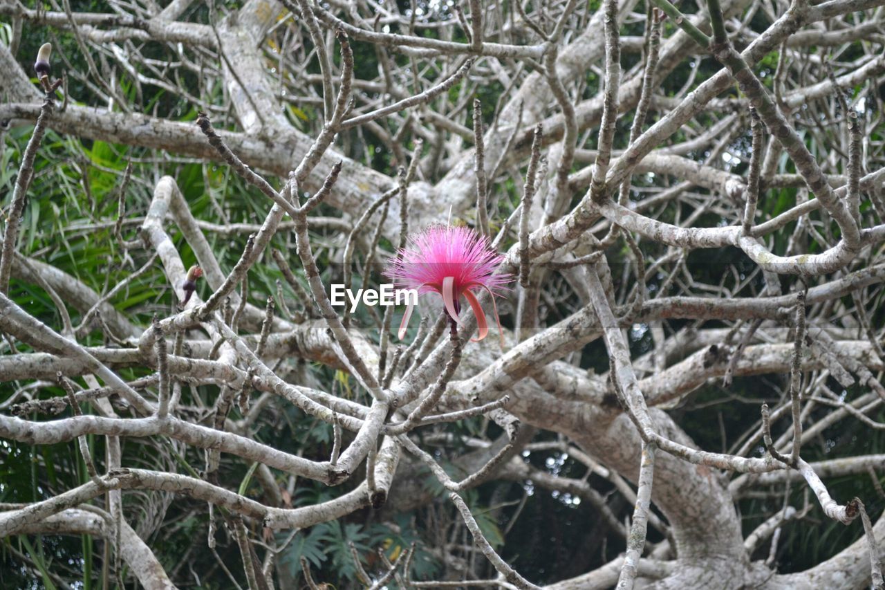 Close-up of pink flower on twig