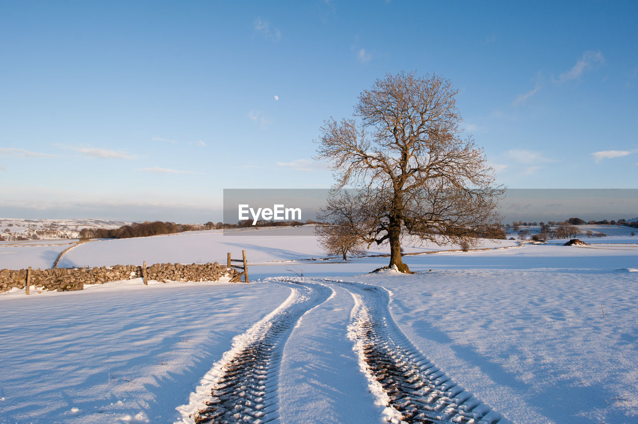 Trees on snow covered field against sky