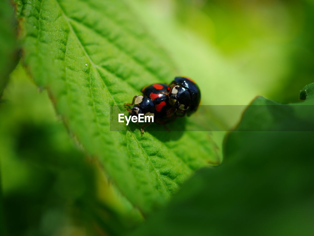 CLOSE-UP OF LADYBUG