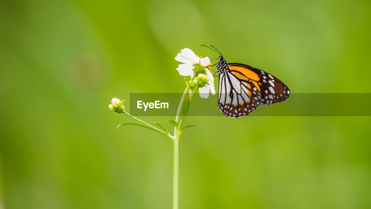 CLOSE-UP OF BUTTERFLY POLLINATING FLOWER