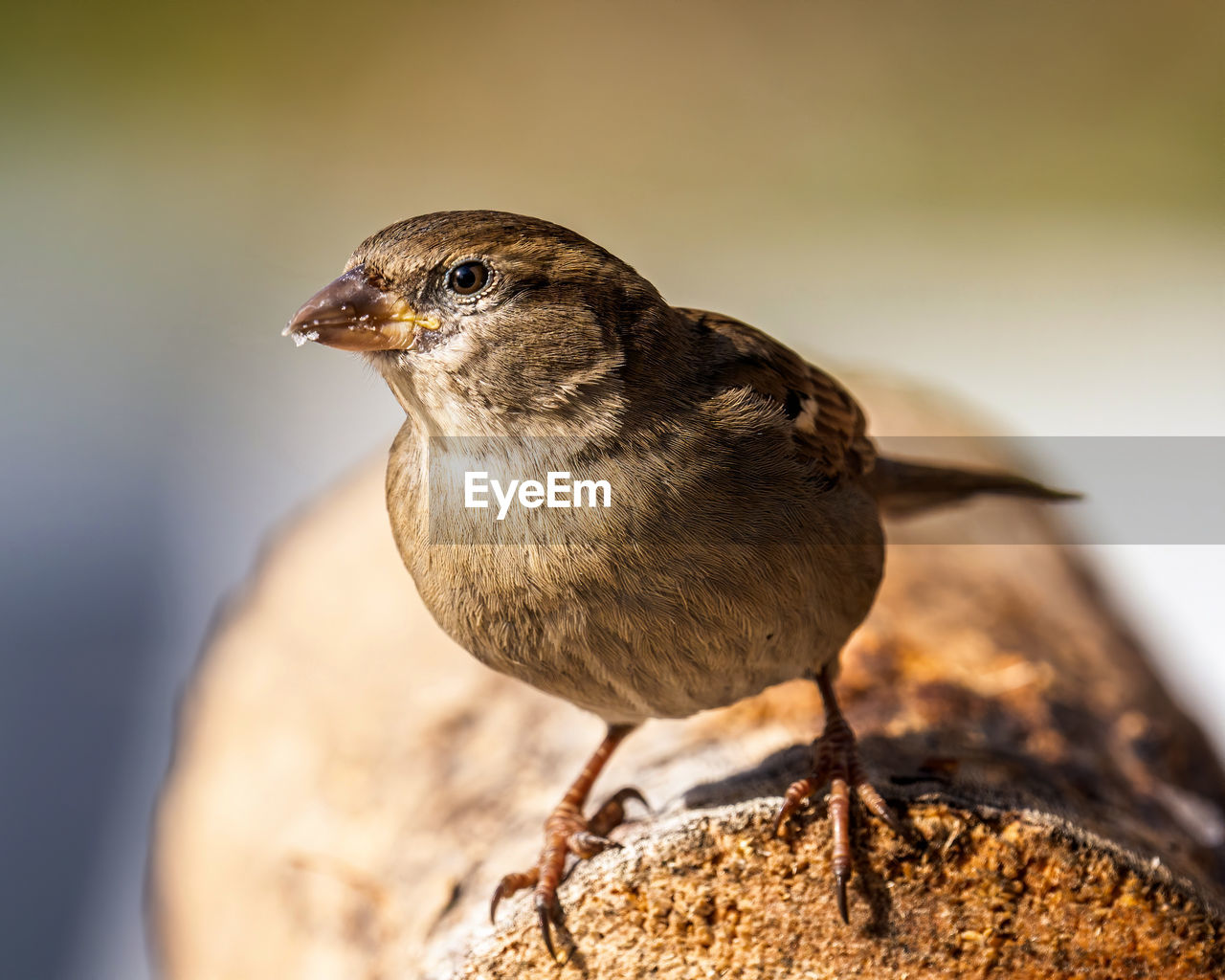 CLOSE-UP OF A BIRD