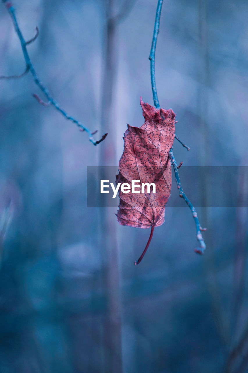 CLOSE-UP OF DRY LEAVES ON TWIG