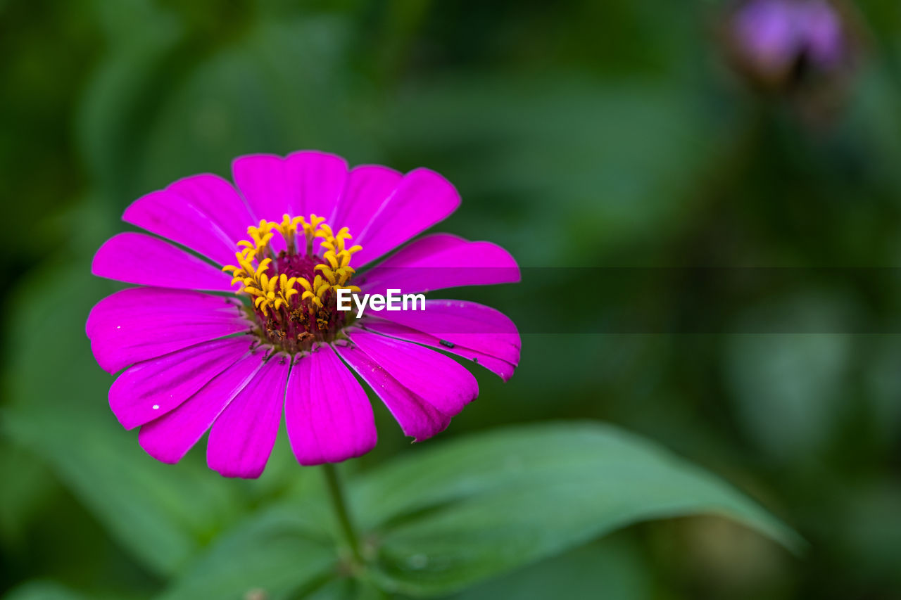 A purple common zinnia in garden with space for putting text, lowkey