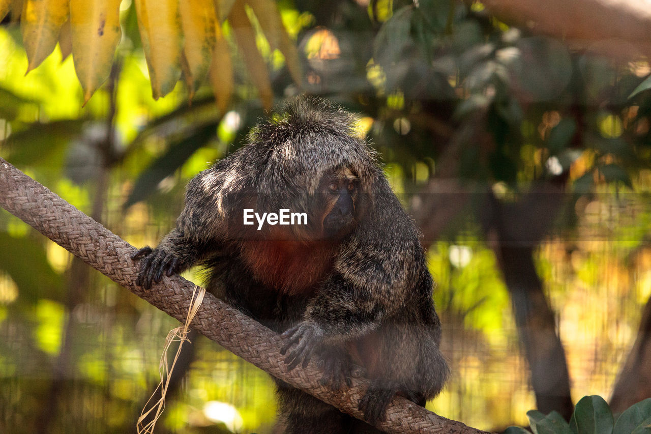 Monkey sitting on tree at zoo