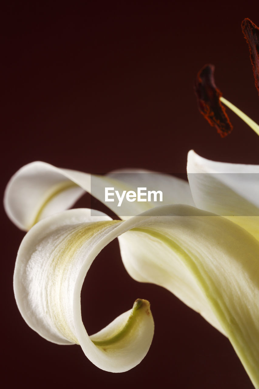 Close up of the petal of yellow lily