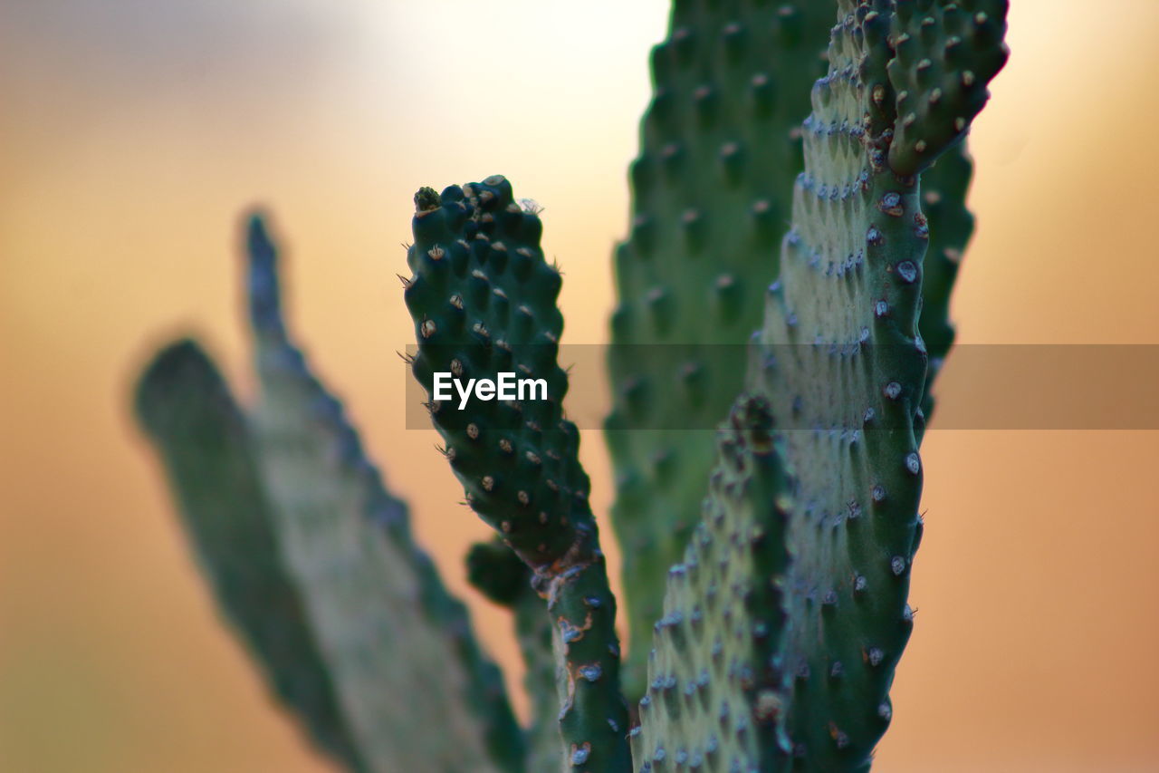 CLOSE-UP OF FRESH CACTUS PLANT AGAINST SKY