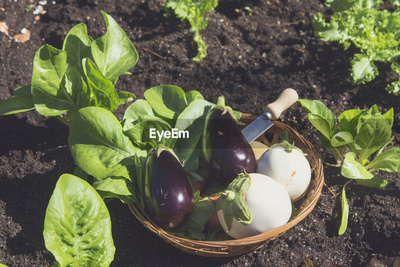 Oak leaf lettuce in vegetable garden