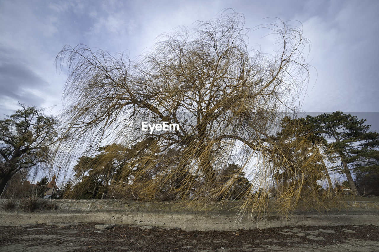 LOW ANGLE VIEW OF BARE TREES AGAINST SKY