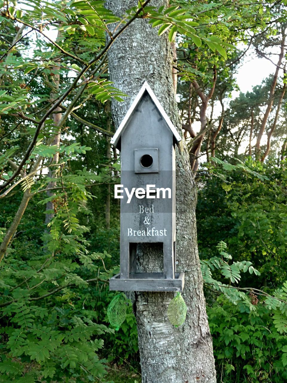 Low angle view of birdhouse mounted on tree trunk