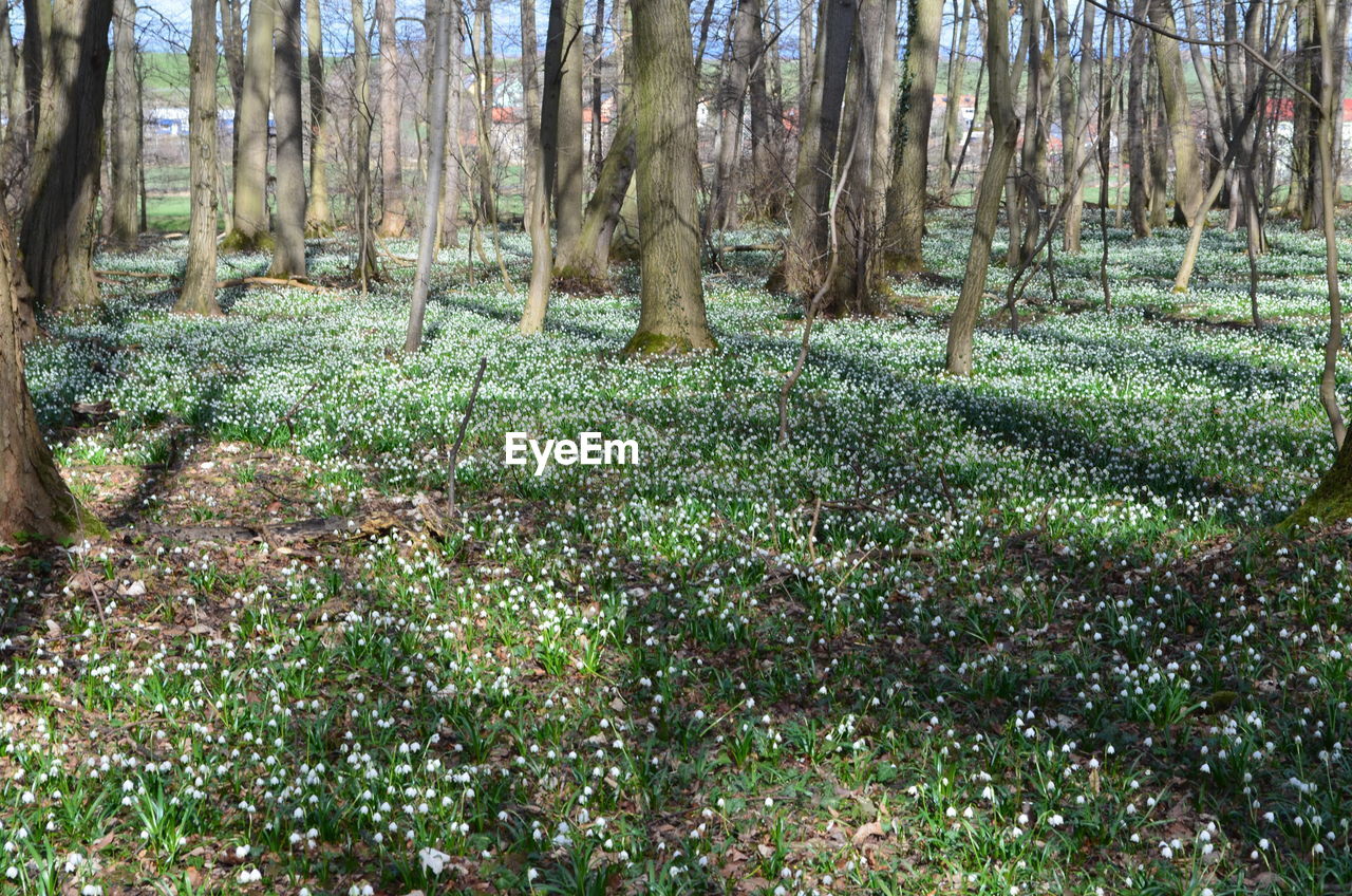 SCENIC VIEW OF FOREST