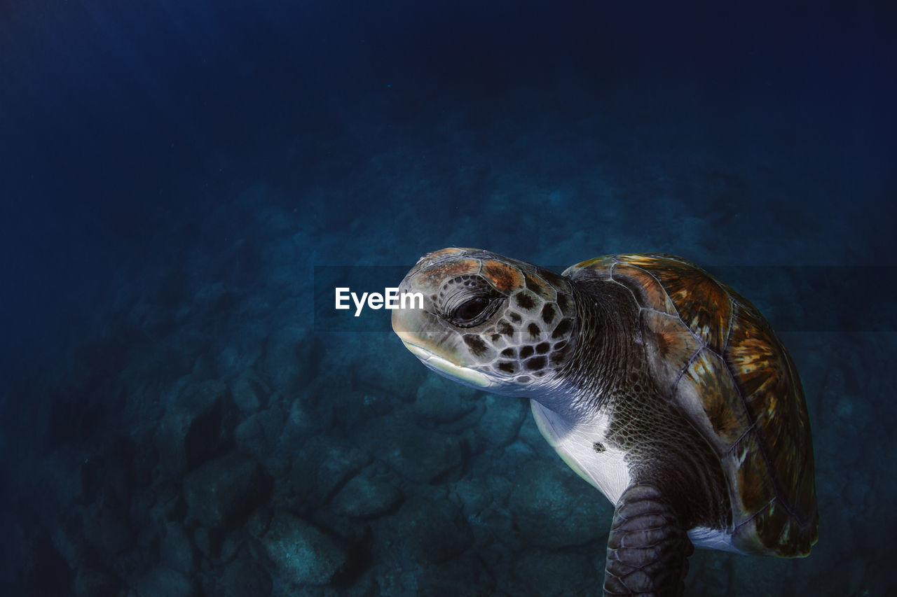 Close-up of turtle swimming in sea