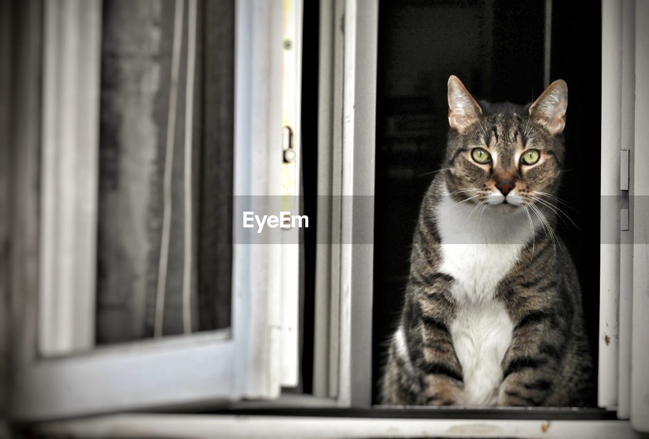 Portrait of cat sitting on window sill