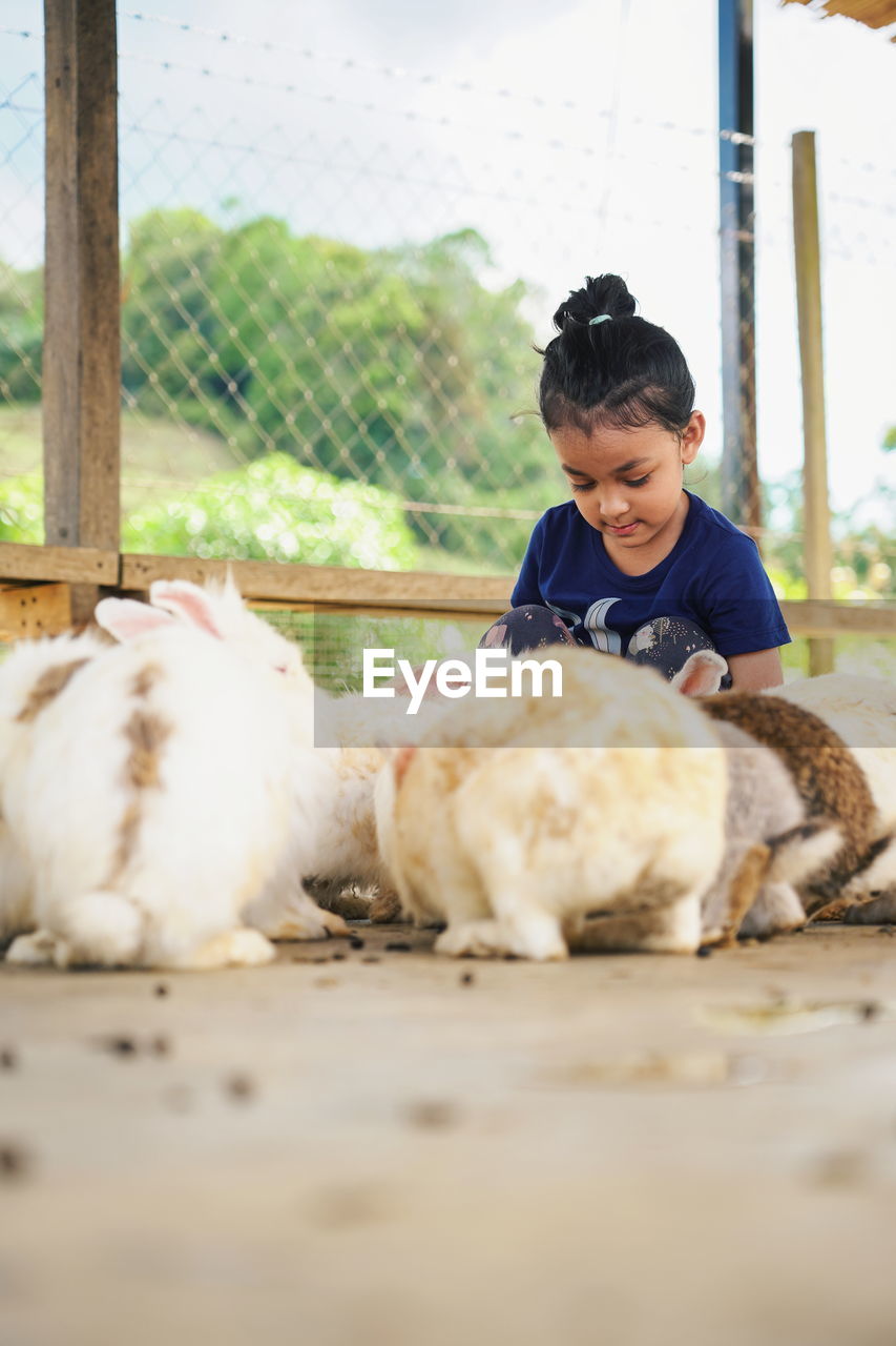 Girl with rabbits in pen