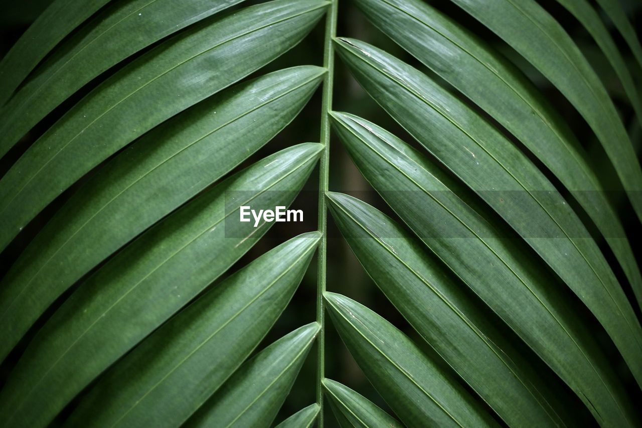 Full frame shot of palm leaves