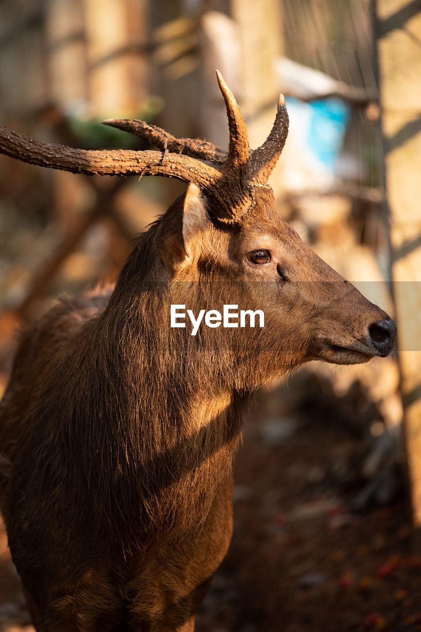 CLOSE-UP OF AN ANIMAL