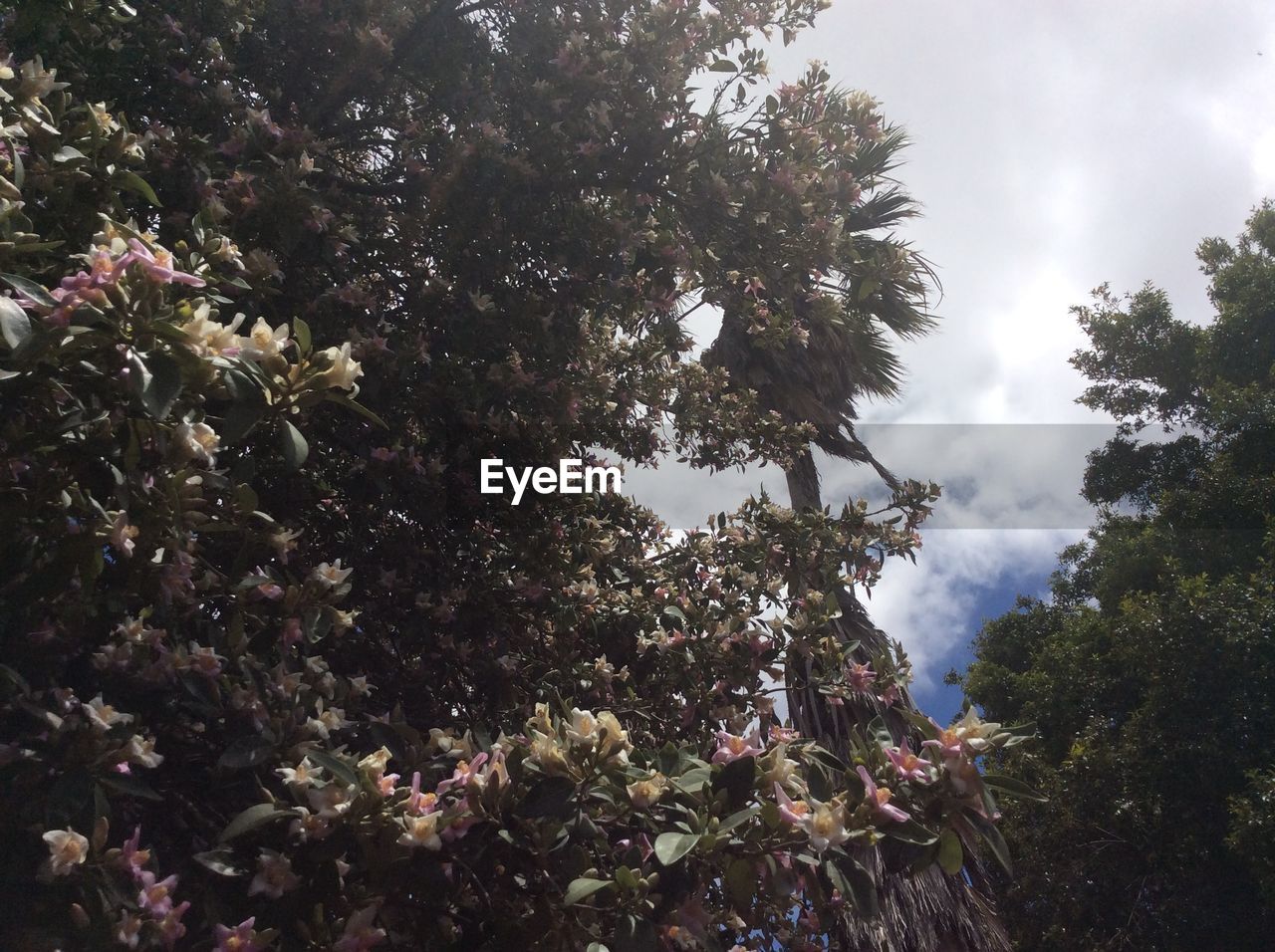 LOW ANGLE VIEW OF TREE AGAINST SKY