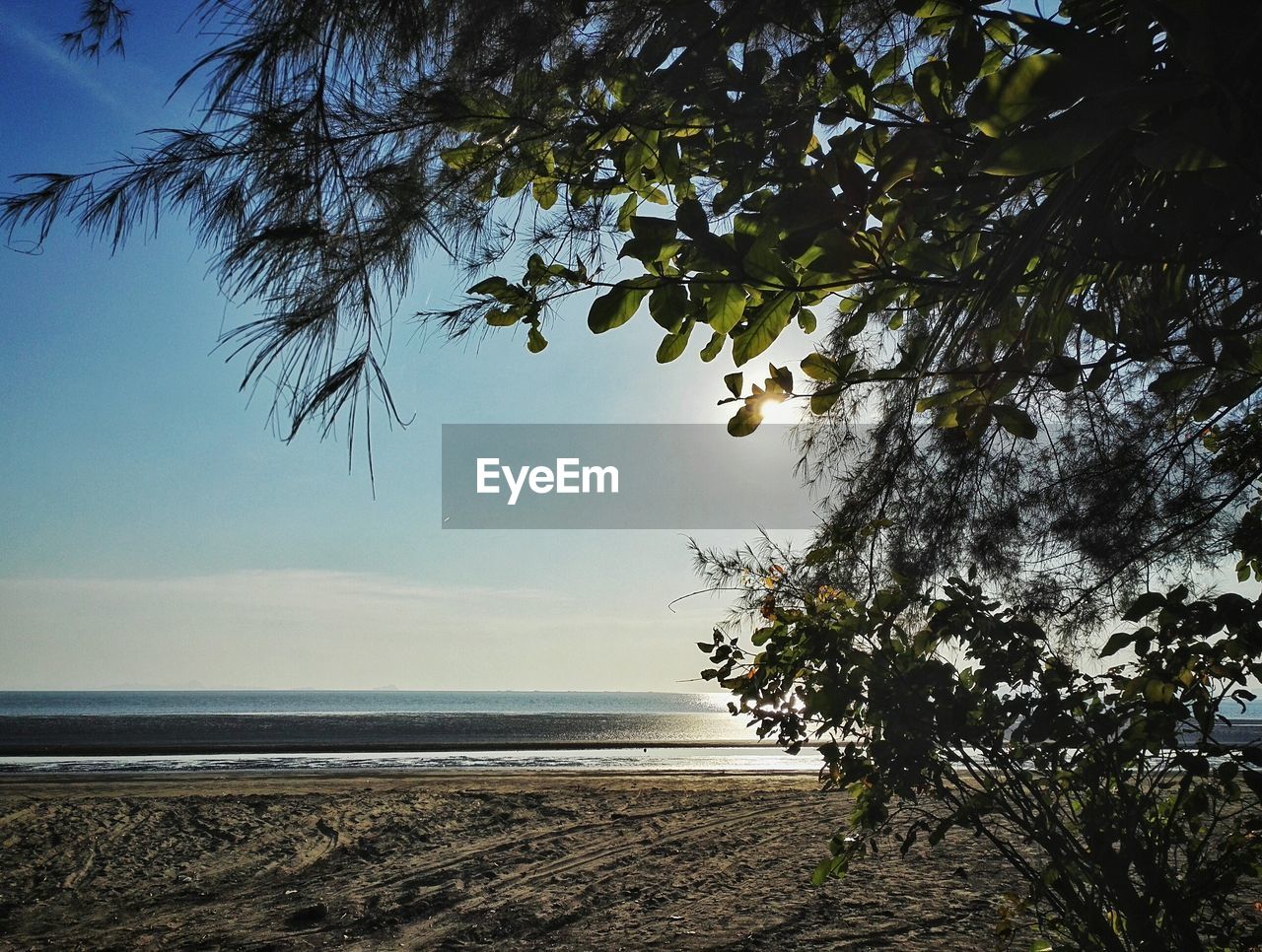 Tree by sea against sky