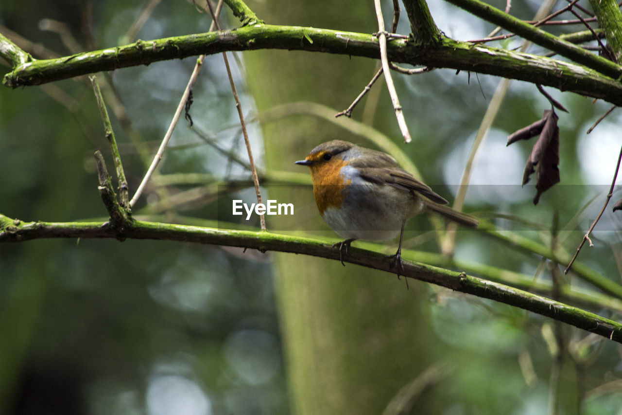 BIRDS PERCHING ON BRANCH