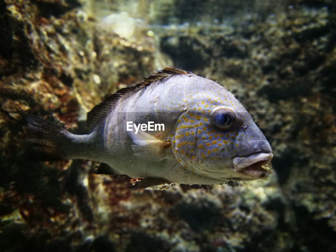 Close-up of fish swimming in sea