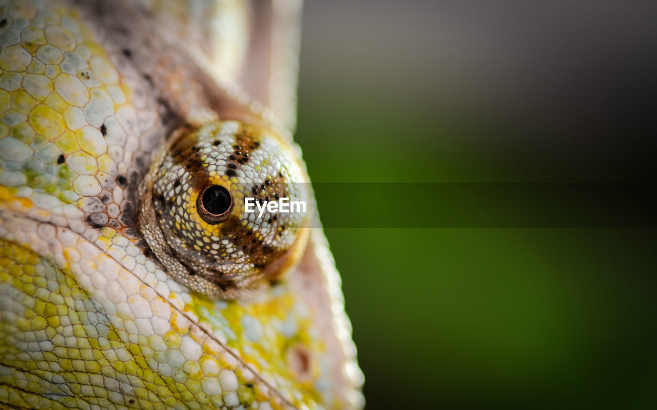 Cropped image of chameleon