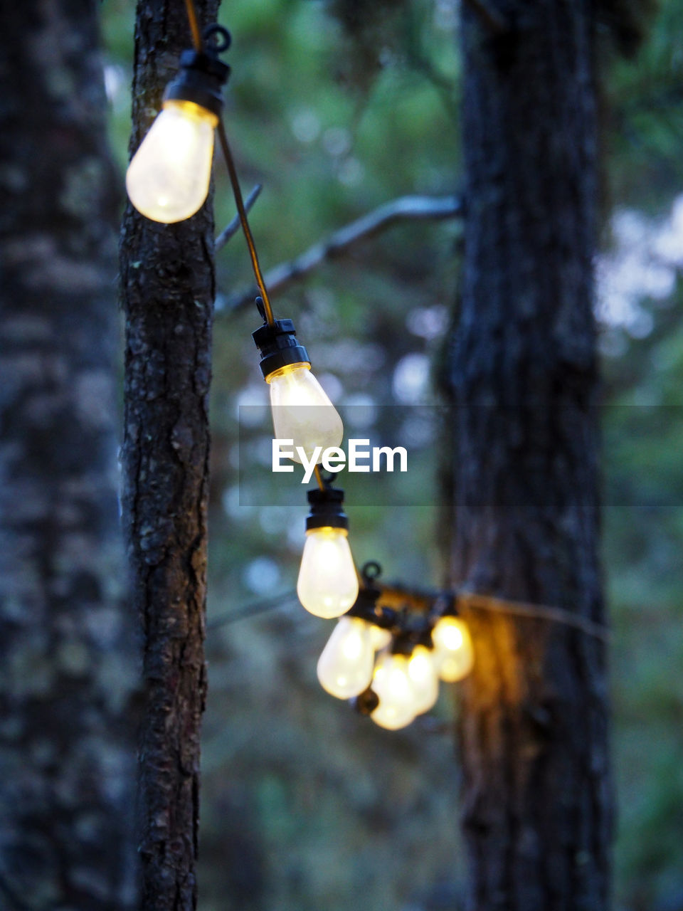 Light bulbs hanging on tree