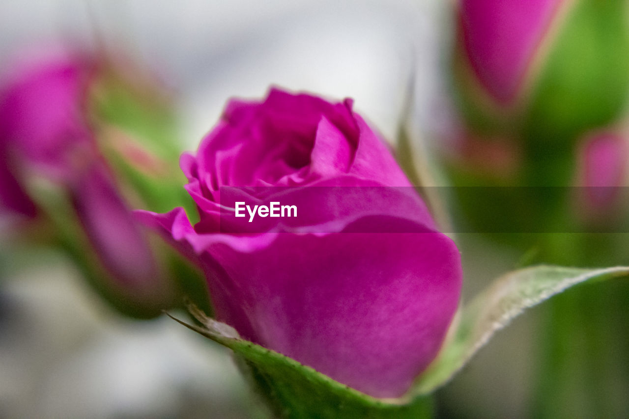 CLOSE-UP OF PINK FLOWERS