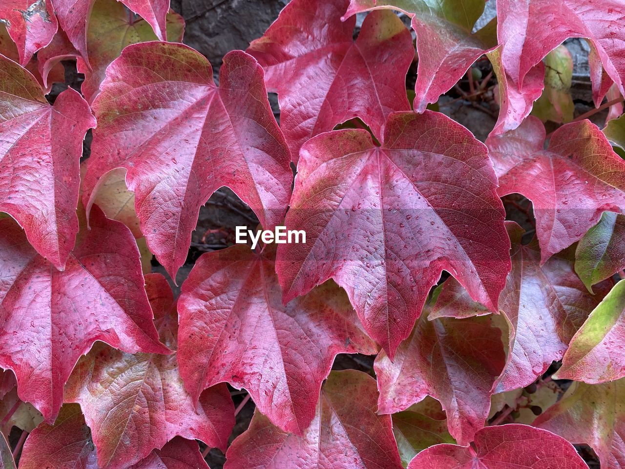 leaf, plant, pink, flower, full frame, backgrounds, petal, no people, close-up, tree, plant part, red, autumn, nature, beauty in nature, day, outdoors, macro photography, growth, shrub, pattern