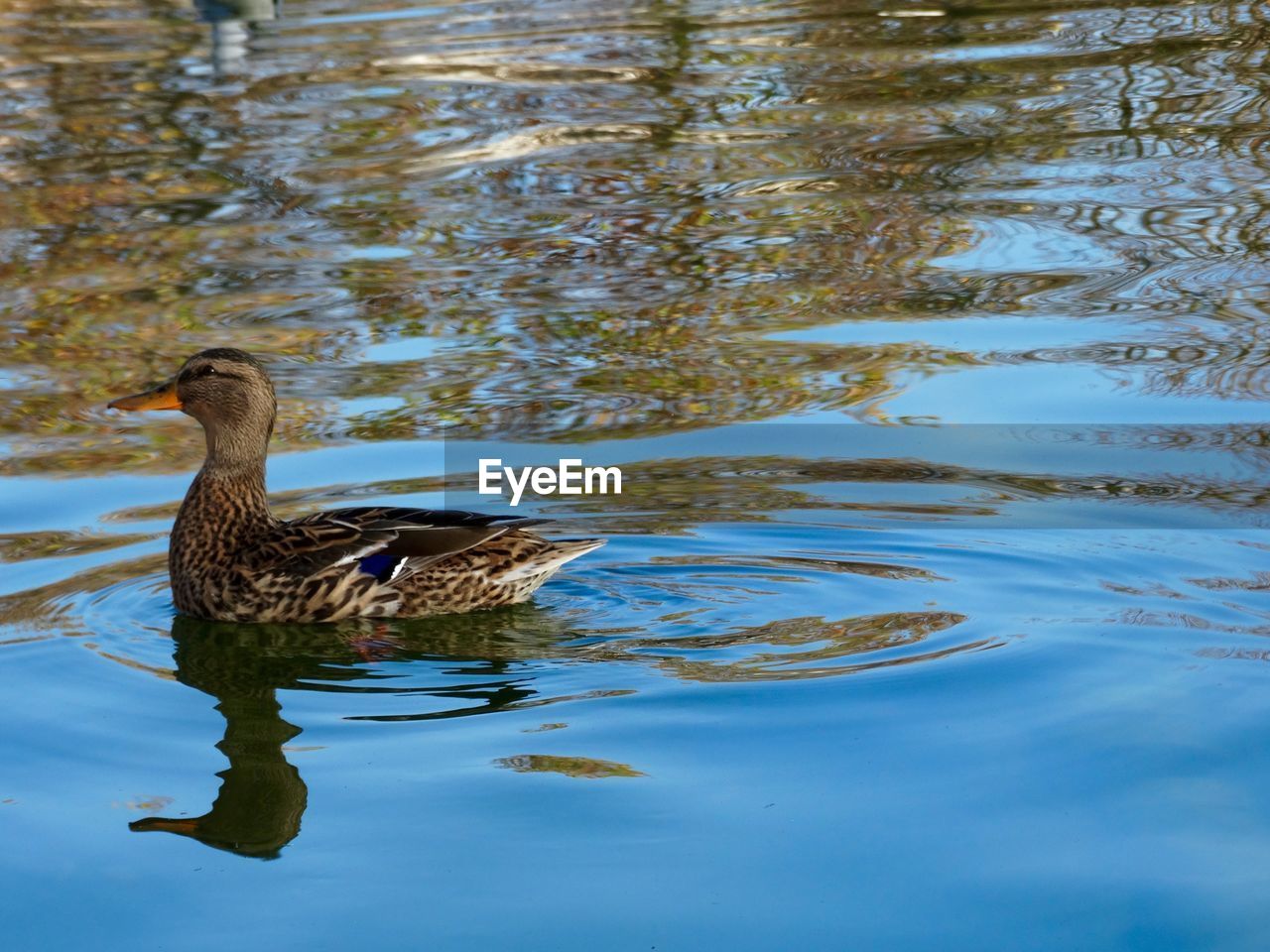 Mallard duck swimming on lake