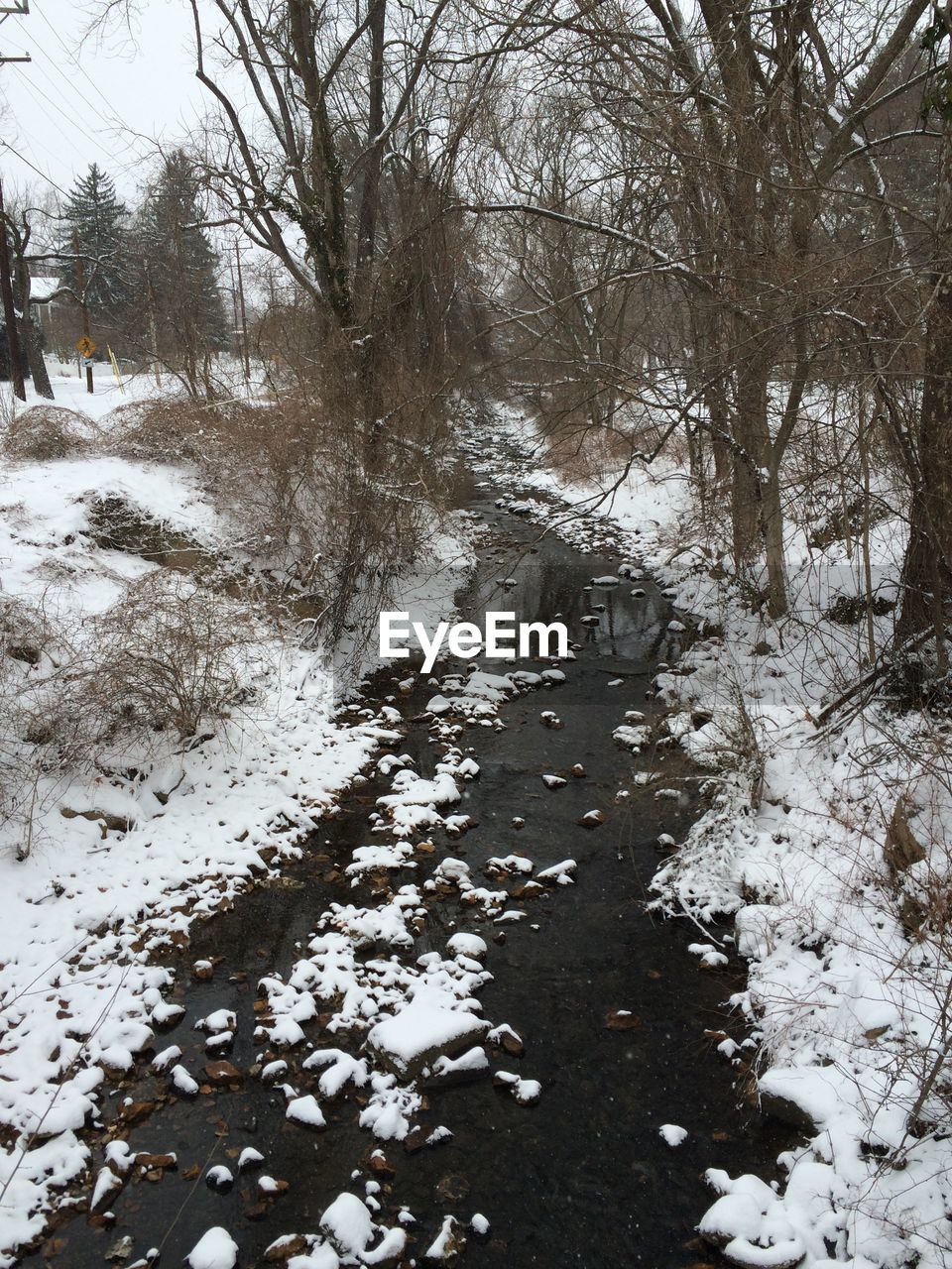 TREES IN FOREST DURING WINTER