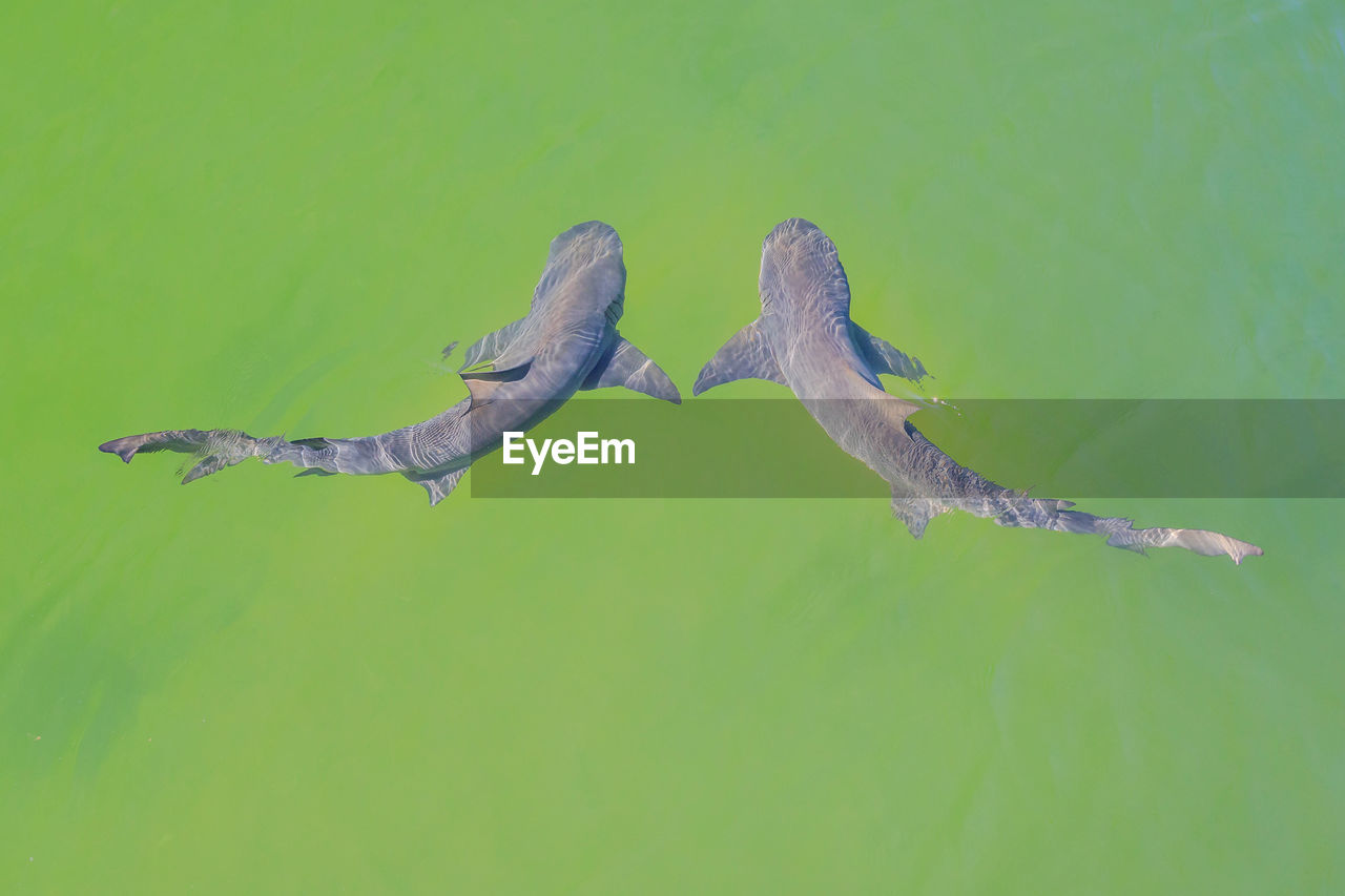 VIEW OF A BIRD SWIMMING IN SEA