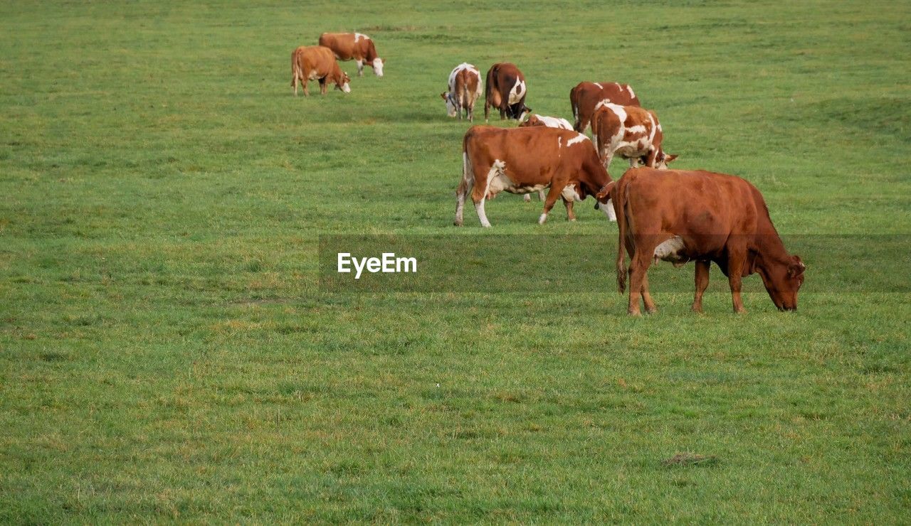cows grazing on field