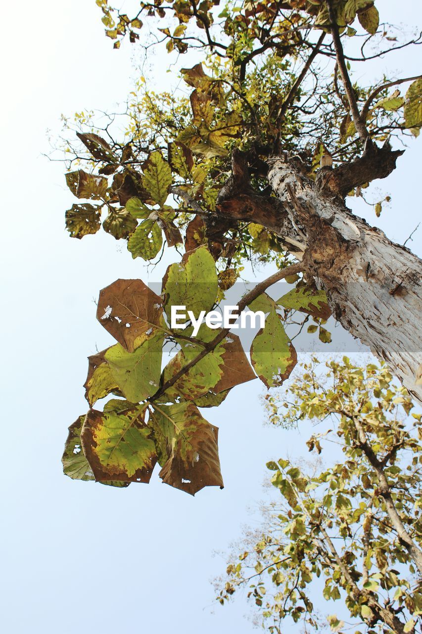 LOW ANGLE VIEW OF TREES AGAINST SKY