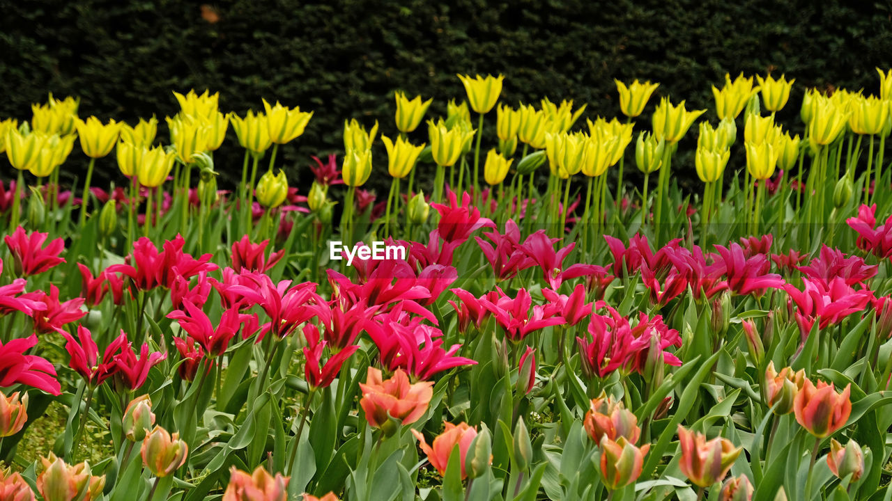 plant, flower, flowering plant, beauty in nature, freshness, tulip, growth, fragility, nature, land, field, petal, yellow, inflorescence, flower head, no people, flowerbed, green, close-up, multi colored, day, springtime, pink, botany, outdoors, abundance, grass, vibrant color, red, landscape, leaf, plant part, blossom, garden, tranquility, sunlight, backgrounds