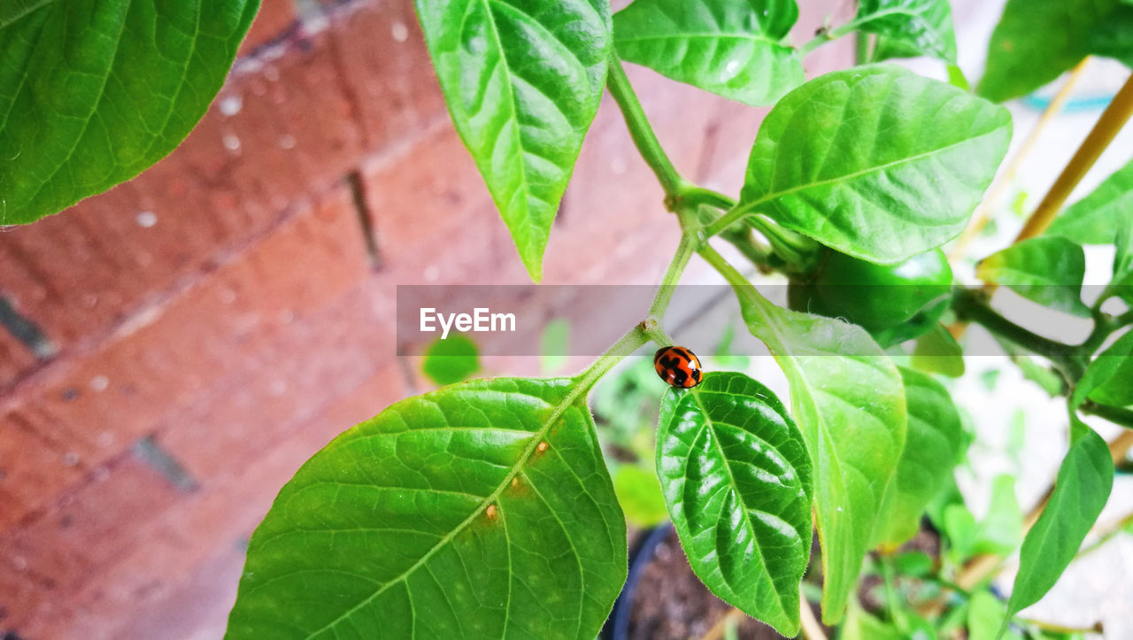 Lady Bird🐞 Beauty In Nature Chilli Day Focus On Foreground Green Color High Angle View Leaf Nature No People Outdoors