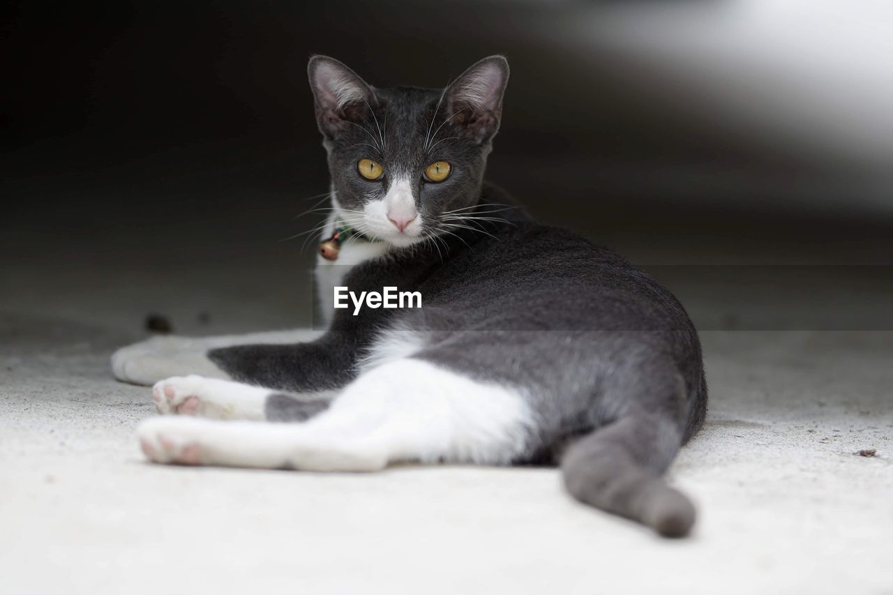 CAT SITTING ON FLOOR