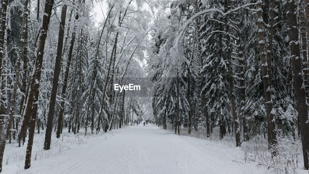 Snow covered trees in forest