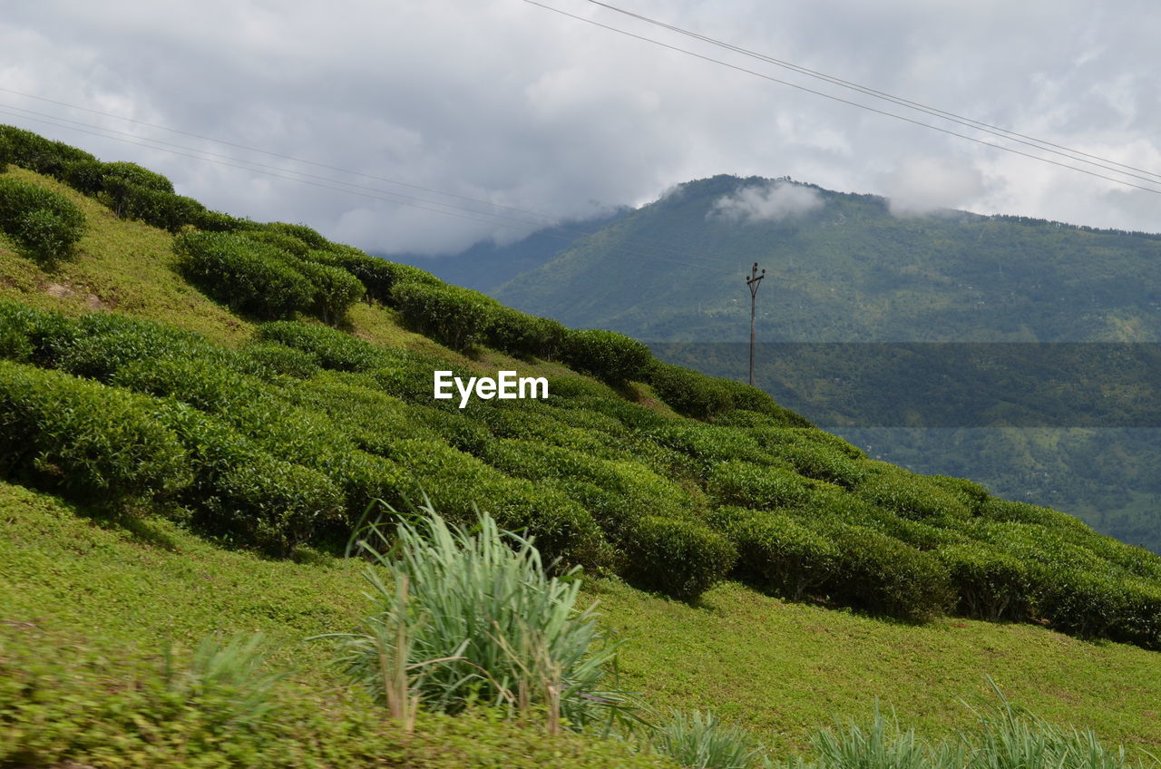 Scenic view of trees on field against sky