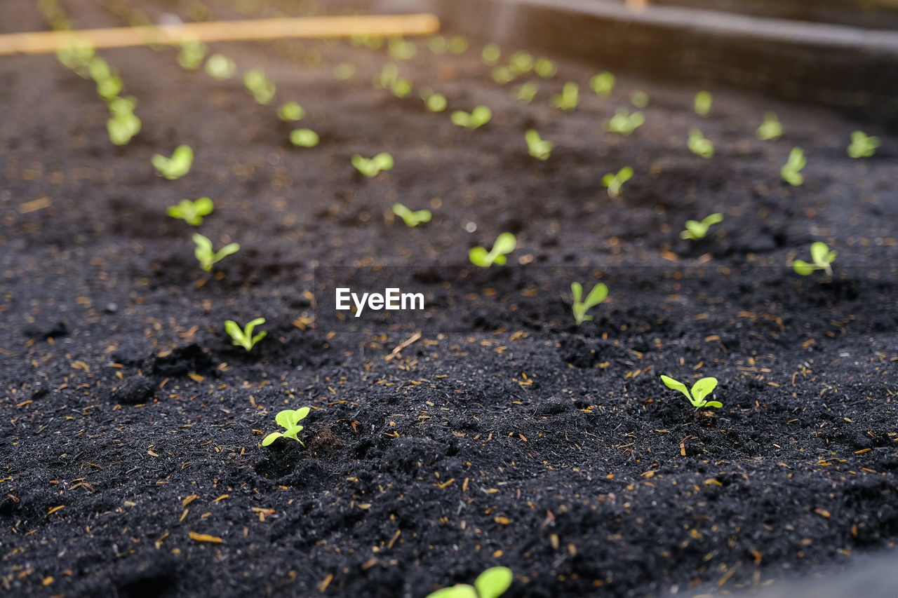 Close-up of seedlings in garden