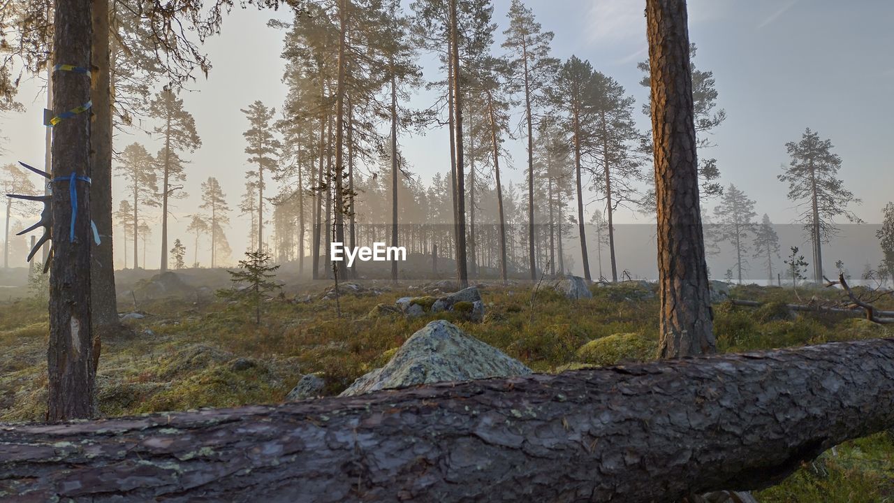 Trees in forest