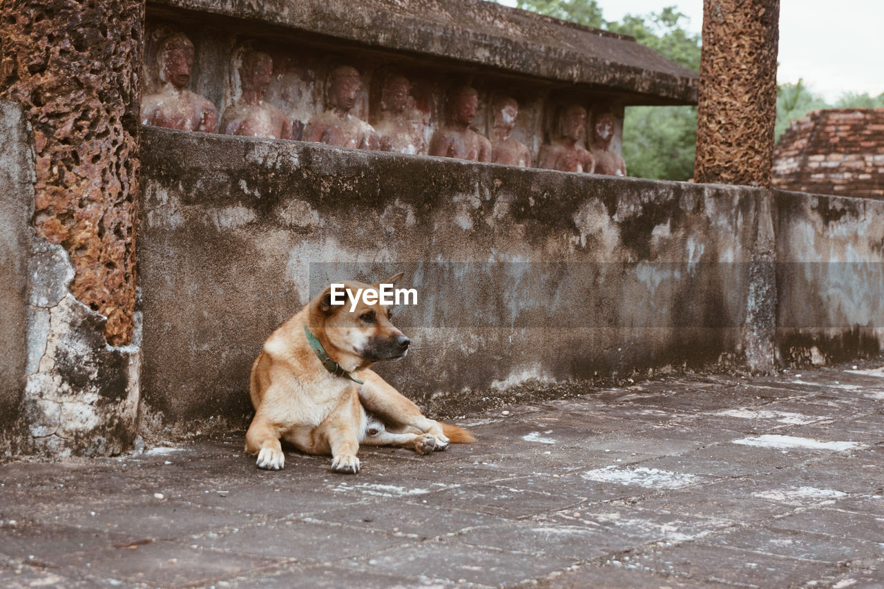 DOG LOOKING AWAY SITTING ON WALL