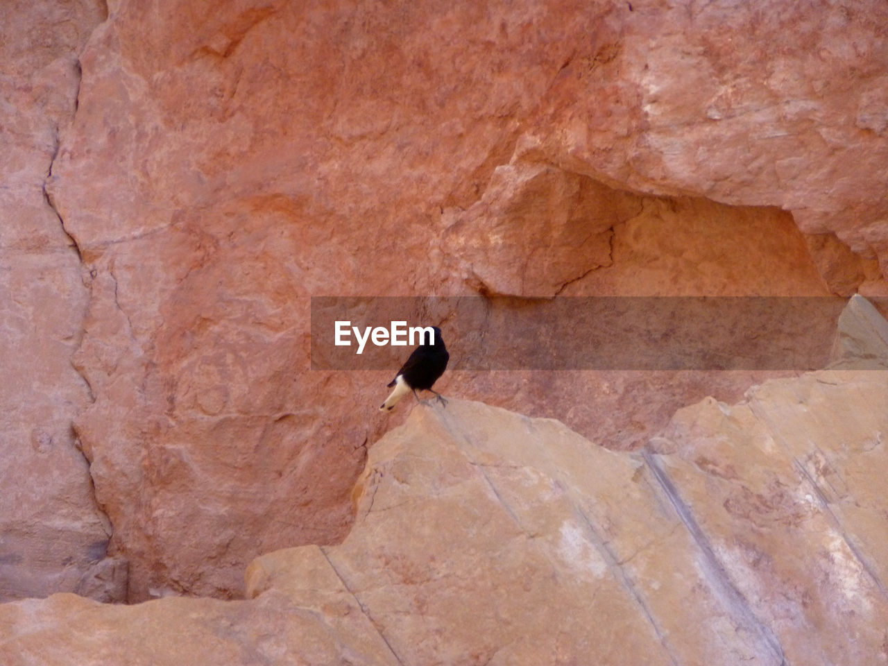 BIRD PERCHING ON ROCK AGAINST RED WALL