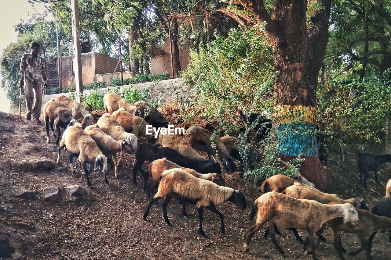 HERD OF SHEEP IN A FARM